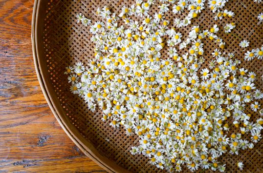 Sun Infused Chamomile and Almond Oil - Recipe